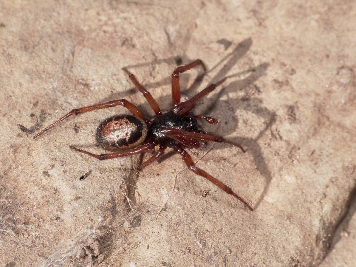 Strana coppia (S. paykulliana & S. nobilis) - Tolfa (RM)